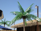 image of a replica palm tree