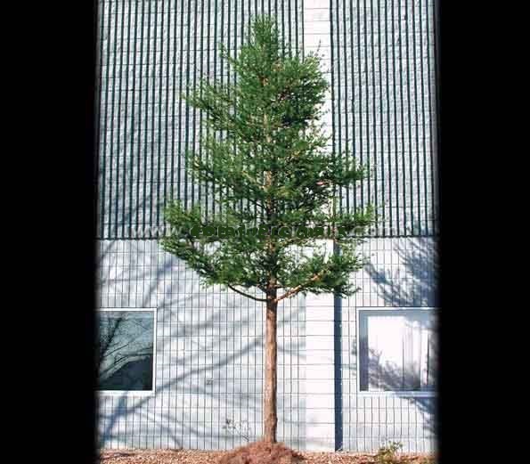 image of a fabricated tree