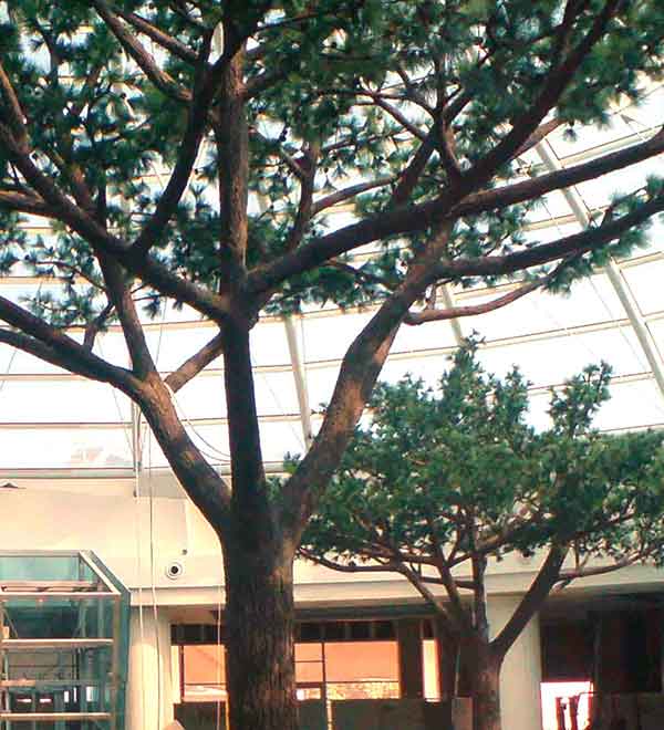 image of a fabricated tree