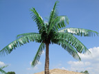 image of a replica artificial palm tree