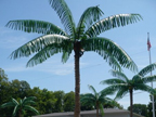 image of a fabricated palm tree