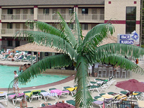image of a fabricated palm tree poolside