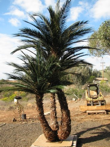 image of a artificial  palm tree