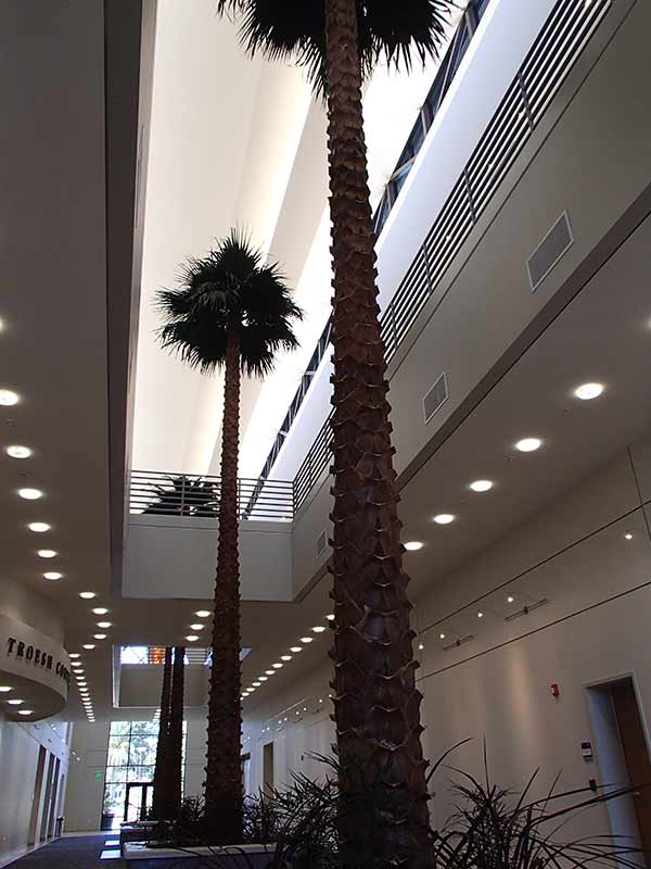 image of tall palm tree inside a building
