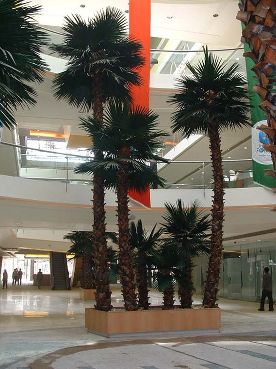 image of Preserved 30 ft interior Palm Tree