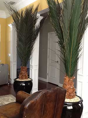 image of a preserved  palm tree