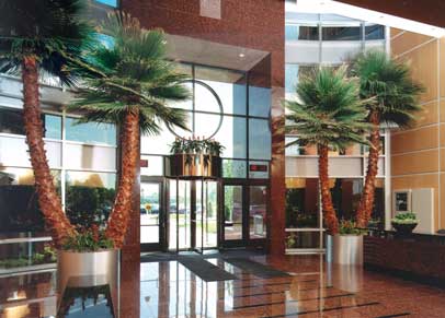 image of two double Palm Trees Inside a building
