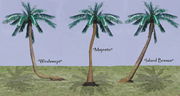 Custom Made Palm Trees